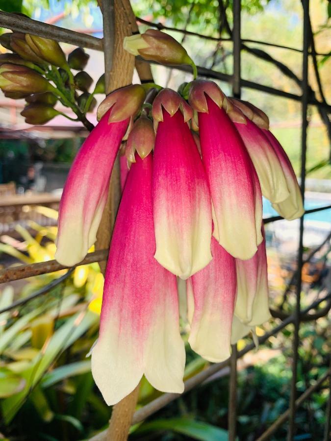 Spring Homestead Howard Springs Bagian luar foto