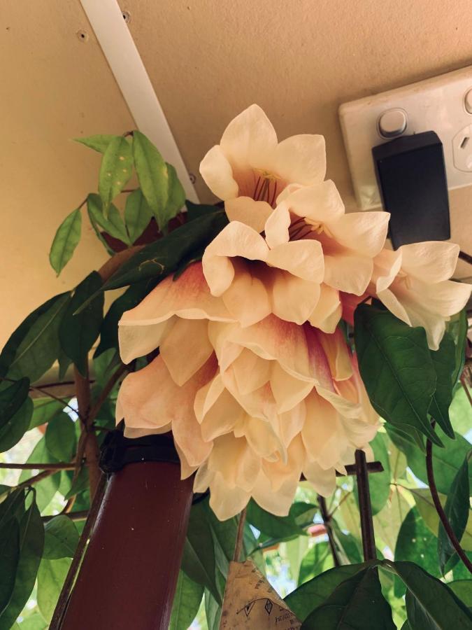Spring Homestead Howard Springs Bagian luar foto